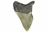 Partial, Fossil Megalodon Tooth - North Carolina #371723-1